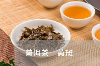 普洱茶 黄斑/2023042863735